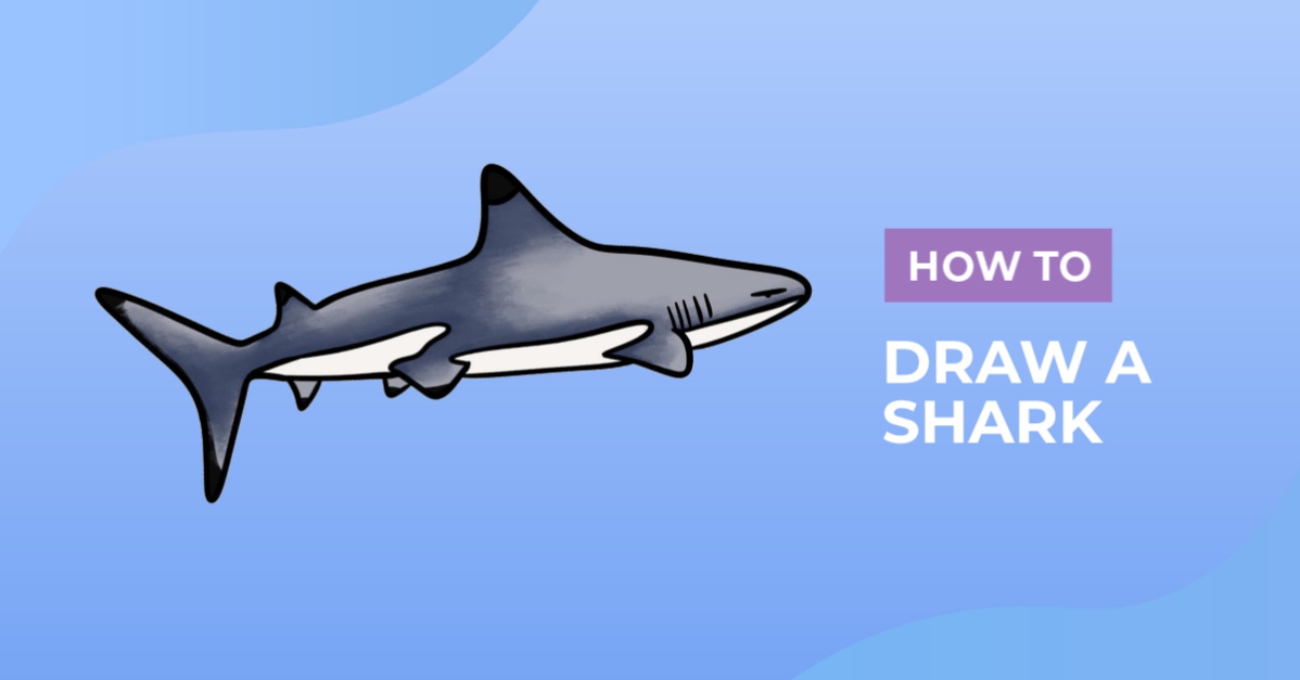 How To Draw A Shark Design School
